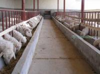 山西省小尾寒羊市場(chǎng)行情分析與采購(gòu)指南